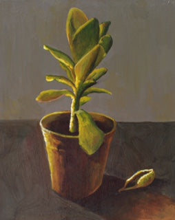 Succulent